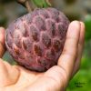 red custard apple