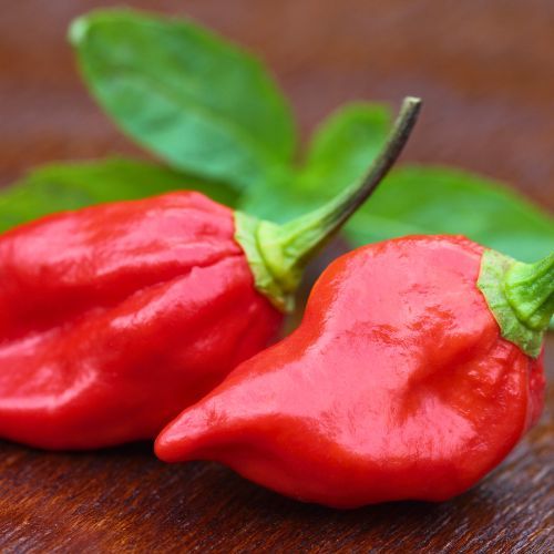 Dorset Naga Chillies