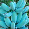 Blue java banana