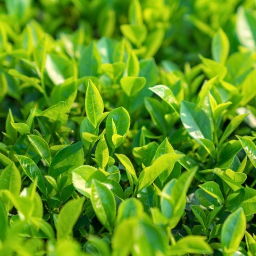 Green Tea/Camellia sinensis