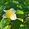 Green Tea/Camellia sinensis