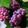 flame seedless grapes