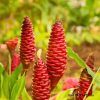 Shampoo Ginger Plant