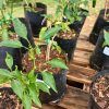 paprika plants