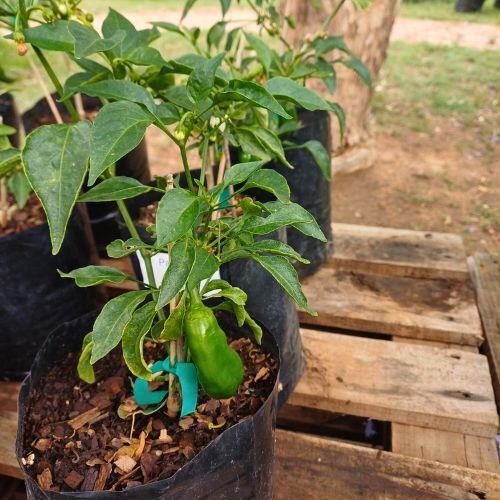 paprika plants