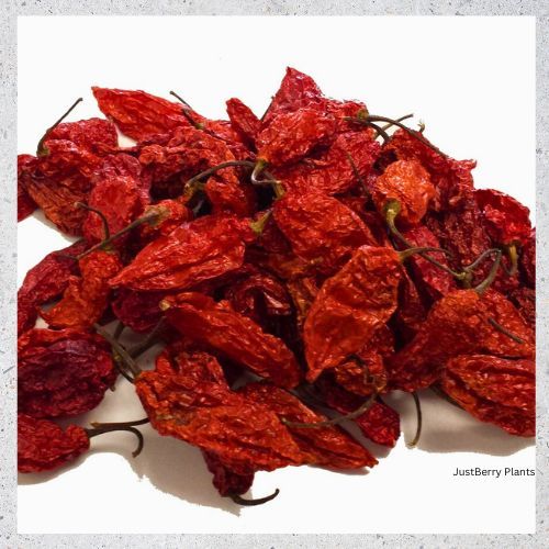 Bhoot Naga Chilli