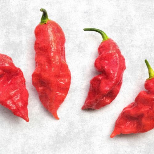 Ghost Pepper Red