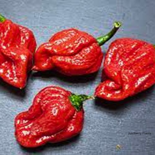 Naga Viper Chilli Pepper