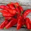 Pimento Jolokia Chilli