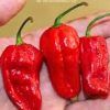 Red Fatali chilli