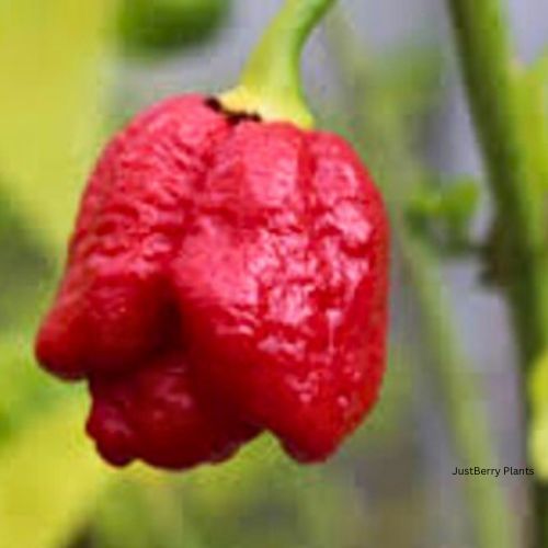 Trinidad Maruga Scorpion Red