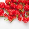 Trinidad Scorpion Red Pepper