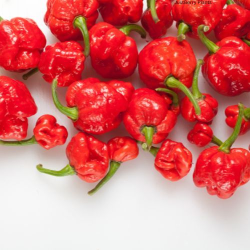 Trinidad Scorpion Red Pepper