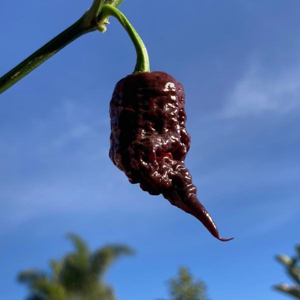 Primotali Chocolate chilli